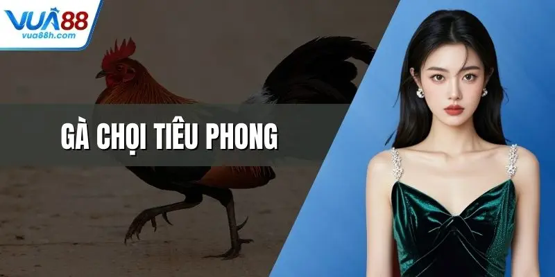 Gà Chọi Tiêu Phong - Chiến Kê Dũng Mãnh Huyền Thoại
