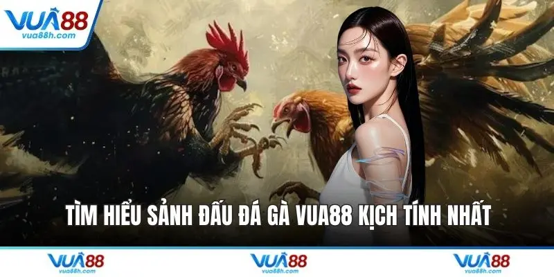 Tìm hiểu sảnh đấu đá gà VUA88 kịch tính nhất